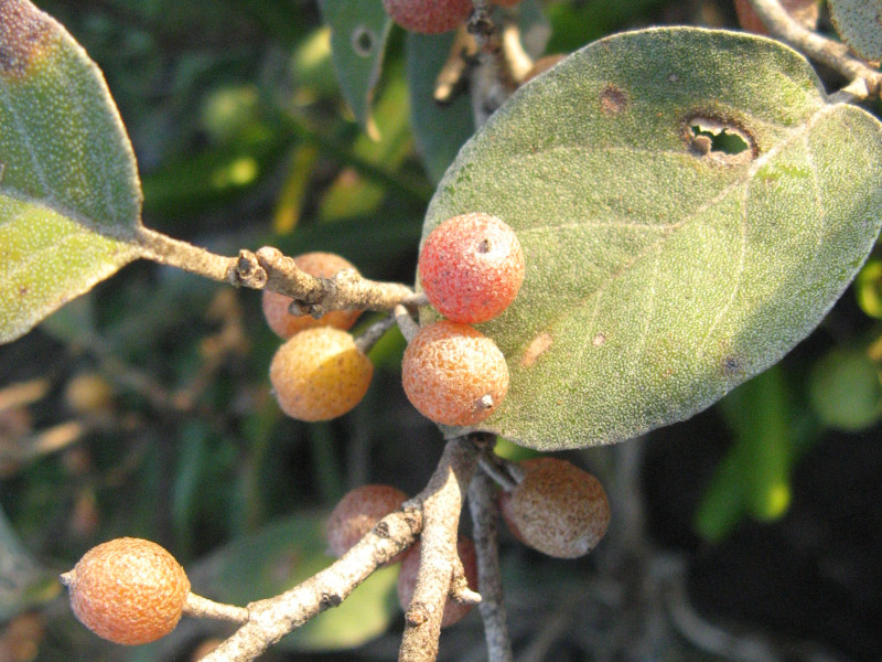 Elaeagnus umbellata