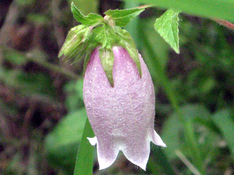 Campanula punctata 