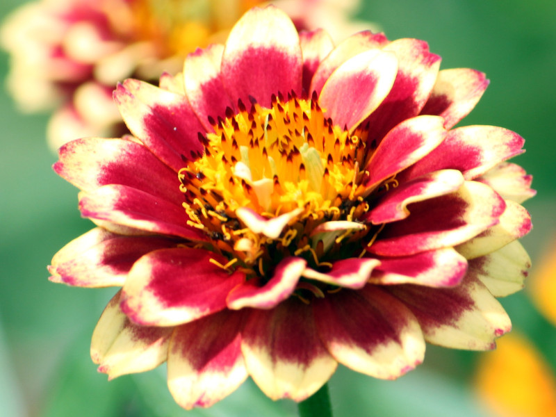 ヒャクニチソウ Zinnia Elegans かぎけん花図鑑