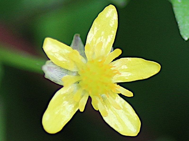 キツネノボタン | Ranunculus silerifolius | かぎけん花図鑑