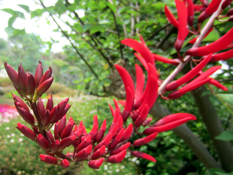 サンゴシトウ Erythrina Bidwillii かぎけん花図鑑