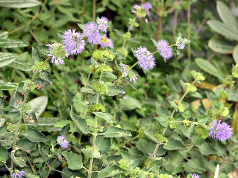 Caryopteris incana