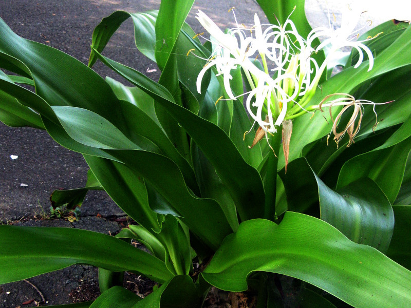  Crinum asiaticum var. japonicum