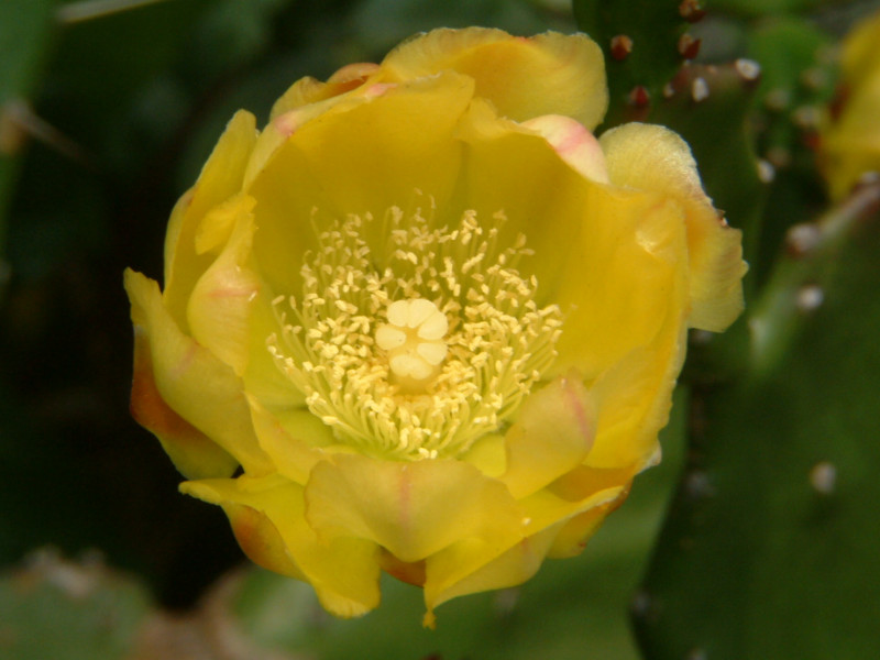 ウチワサボテン Opuntia Ficus Indhica かぎけん花図鑑