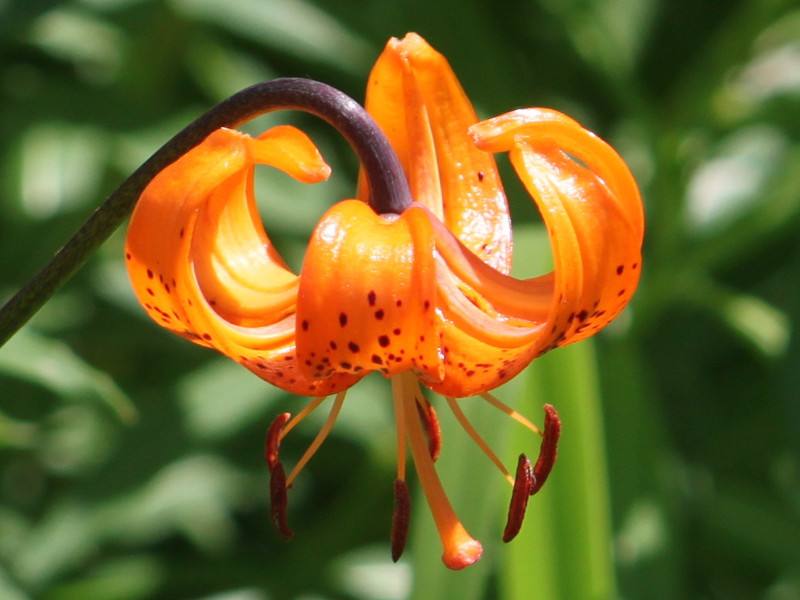 Lilium medeoloides