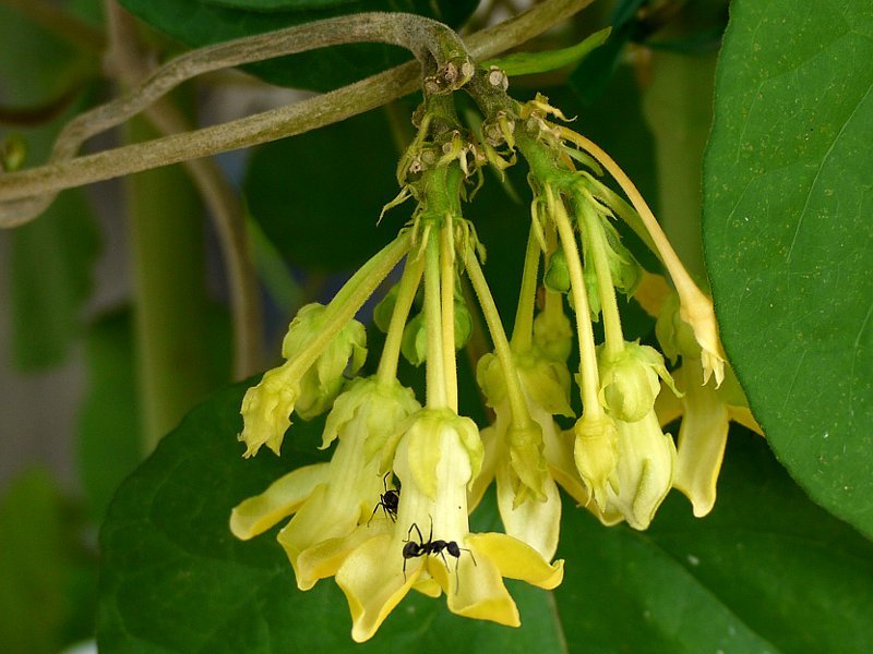 夜来香 Telosma Cordata 科技研花图画书