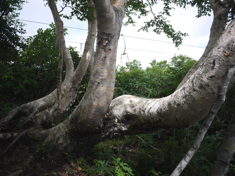 Betula ermanii