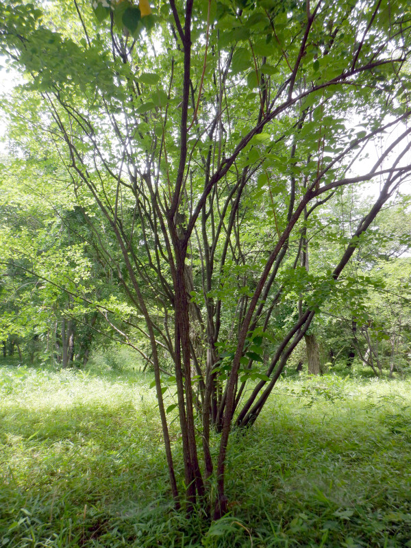 Hydrangea paniculata 