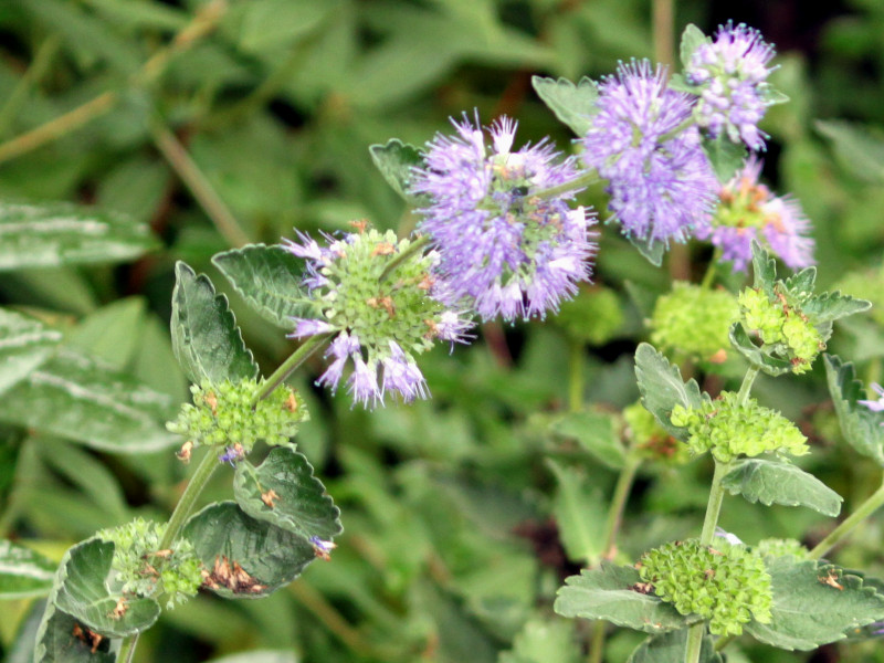 Caryopteris incana