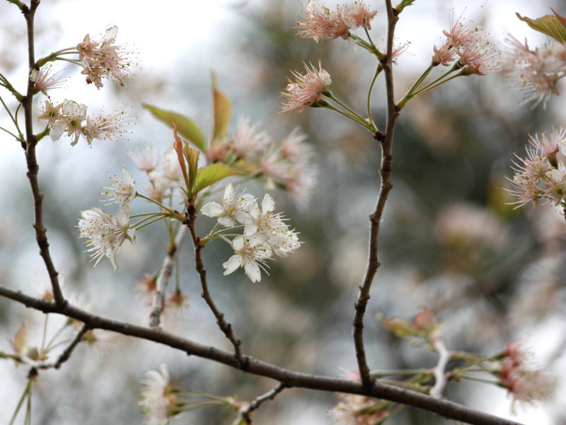 霞櫻 Cerasus Pseudo Cerasus 科技研花图画书