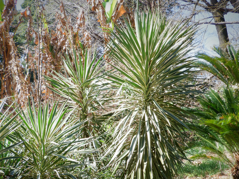 Golden spanish dagger