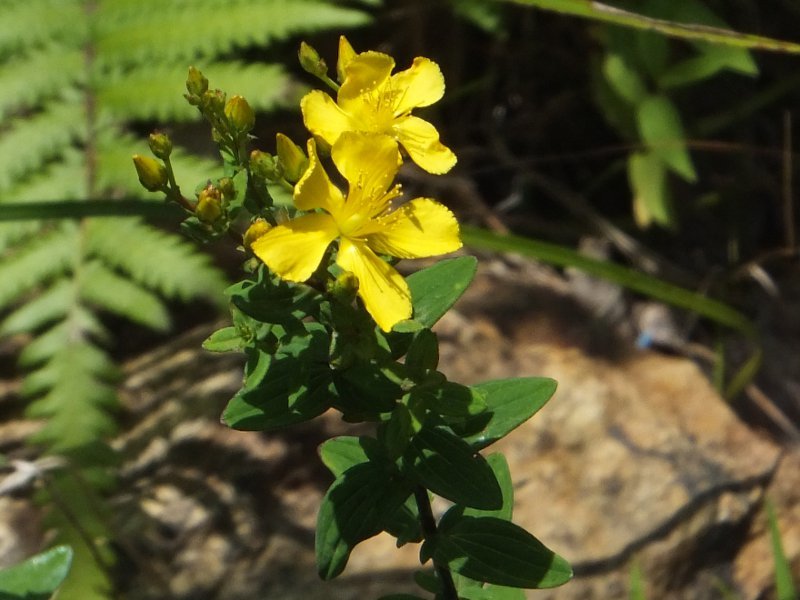 Hypericum tosaense