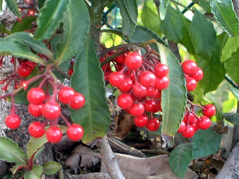 Ardisia crenata