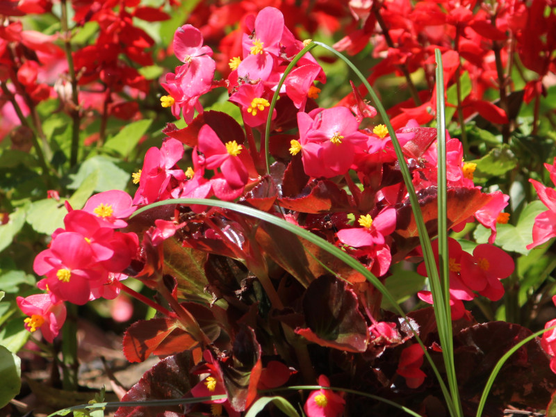 Begonia semperflorens