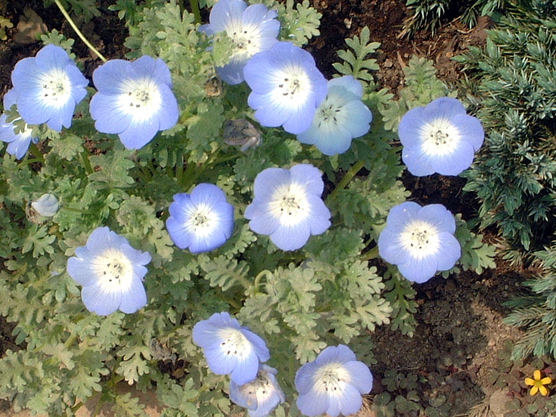 ネモフィラ インシグニスブルー Nemophila Menziesii Subsp Insignis かぎけん花図鑑