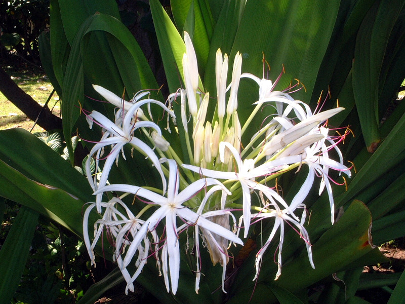 ハマユウ Crinum Asiaticum Var Japonicum かぎけん花図鑑