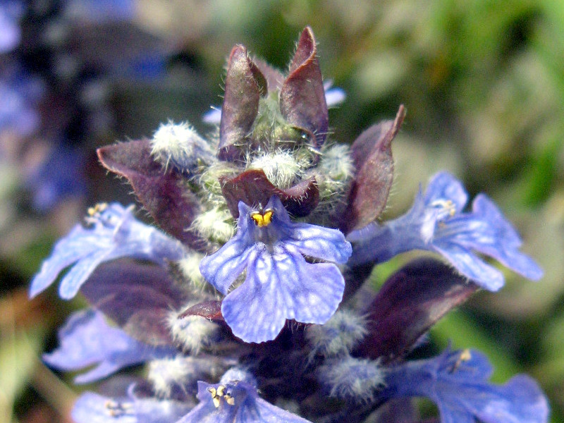 Ajuga