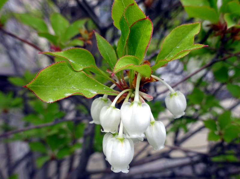 Enkianthus perulatus