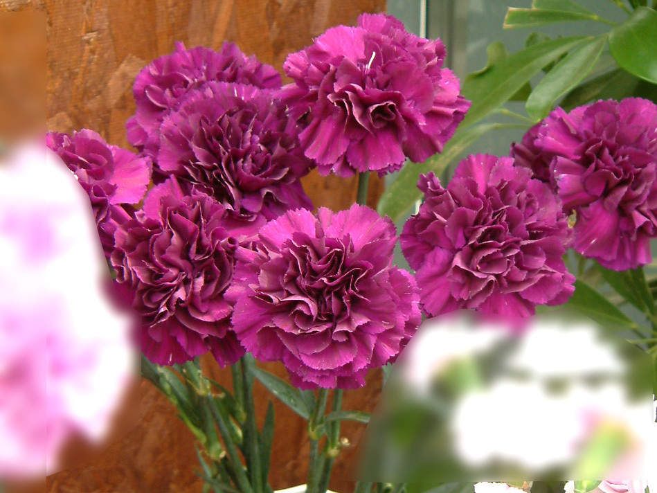 Carnation 'Moon dust deep blue'