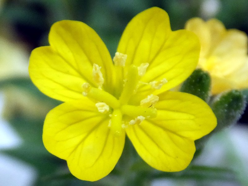 姫月見草 Oenothera Perennis 科技研花图画书