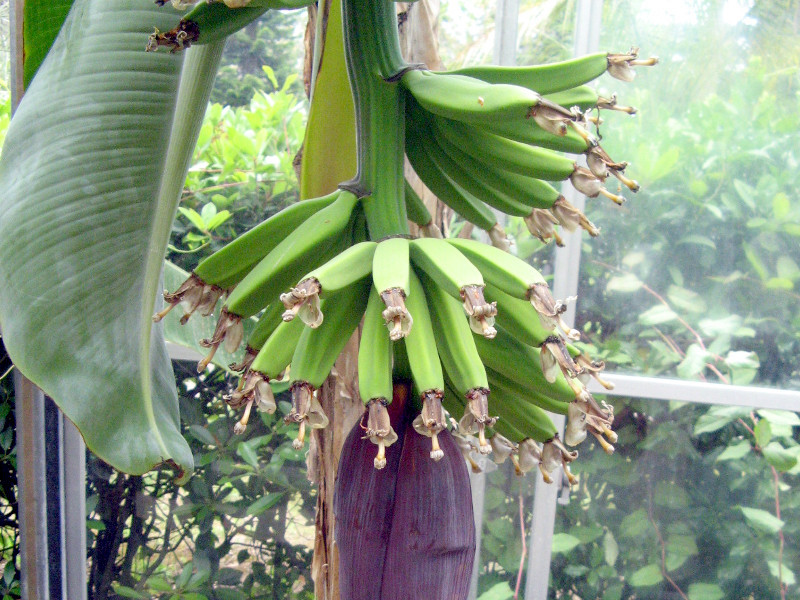 Dwarf banana 