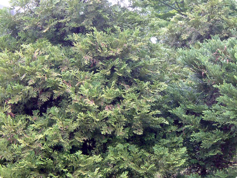 Aomori cypress