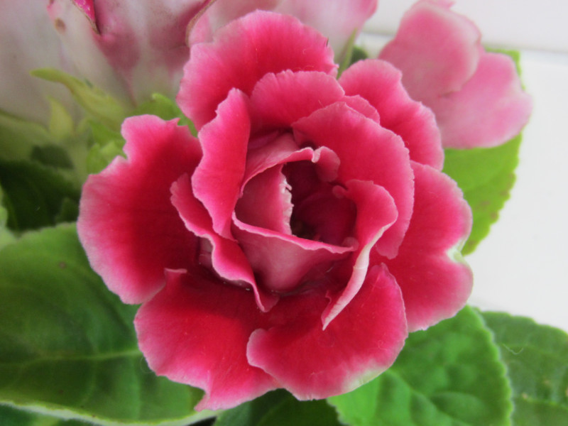 Gloxinia