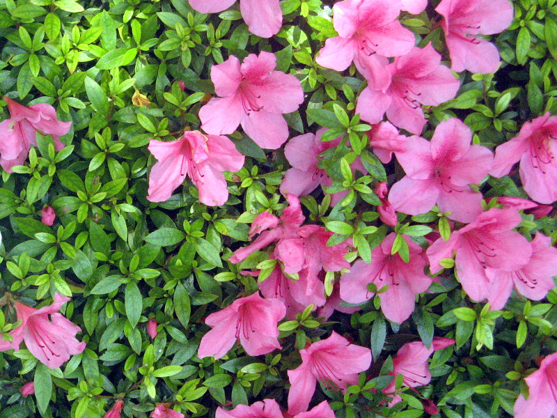 サツキ Rhododendron Indicum かぎけん花図鑑