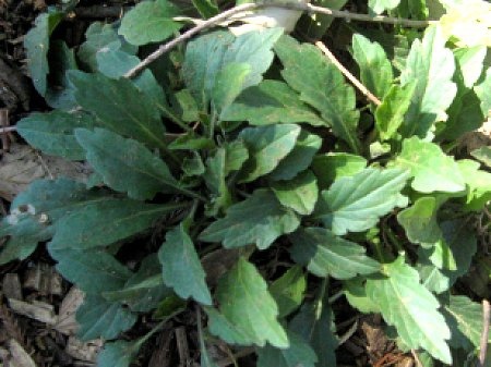 Aster iinumae