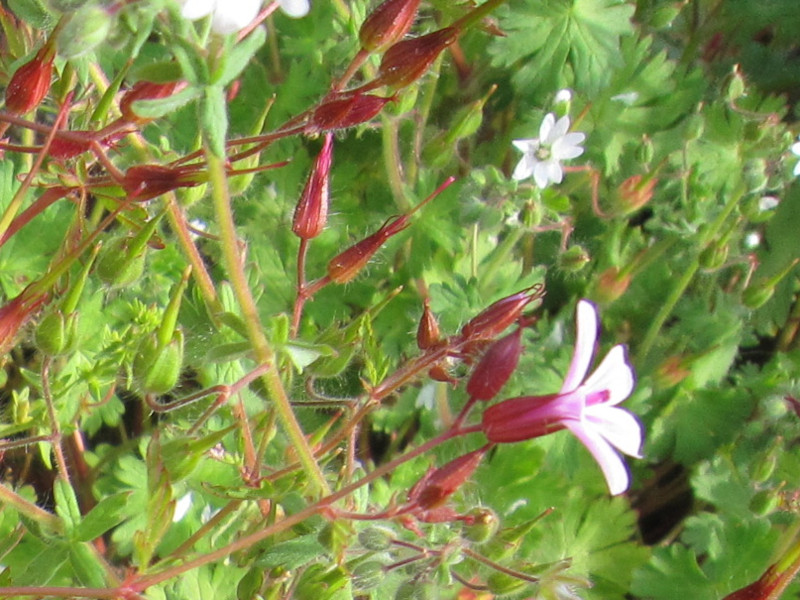 Geranium robertianum