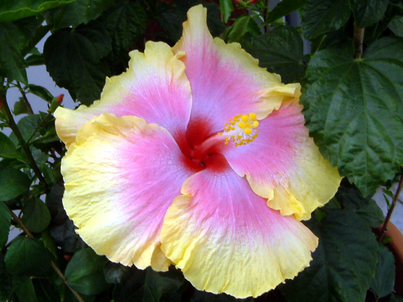 Hibiscus 