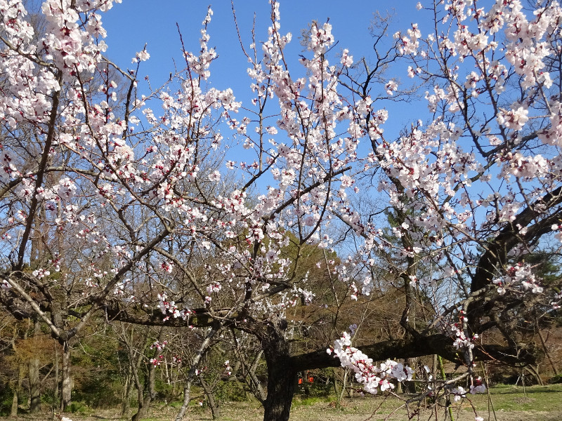 アンズ Prunus Armeniaca L かぎけん花図鑑