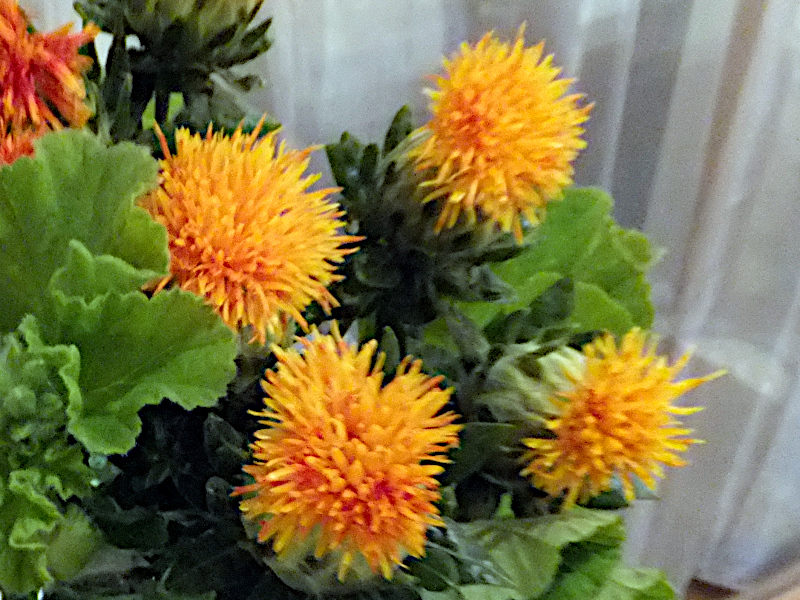 Safflower