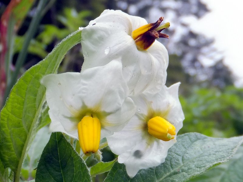 马铃薯 Solanum Tuberosum L 科技研花图画书