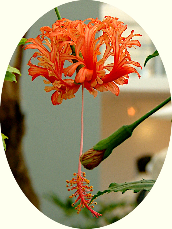 Hibiscus schizopetalus