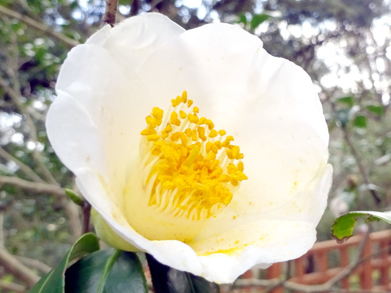 Camellia “Shiratama"