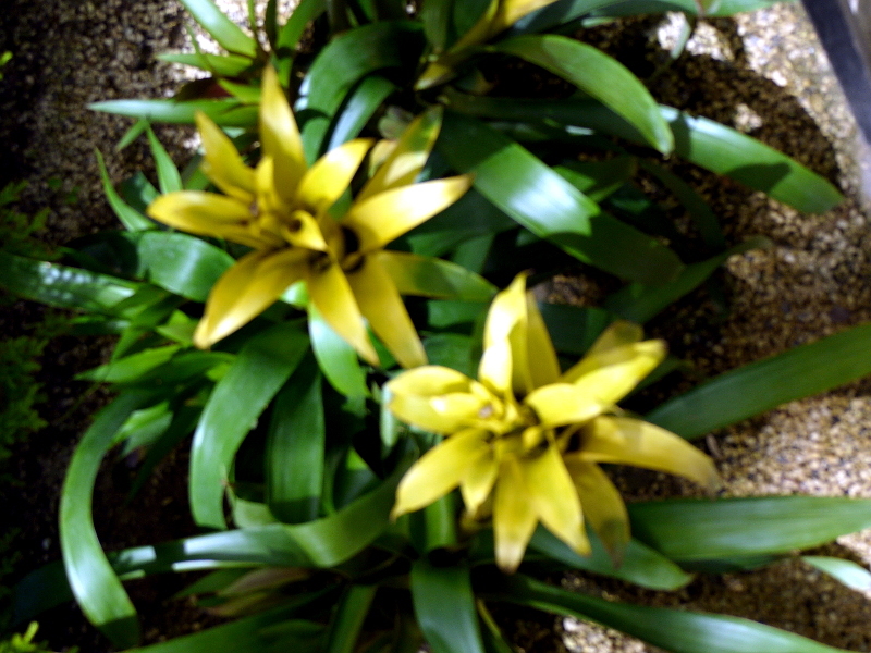 グズマニア Guzmania Hybrids かぎけん花図鑑