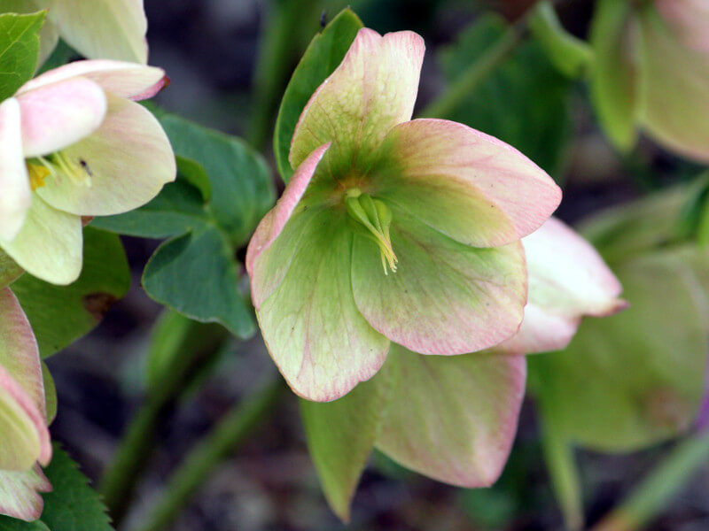 Helleborus orientalis