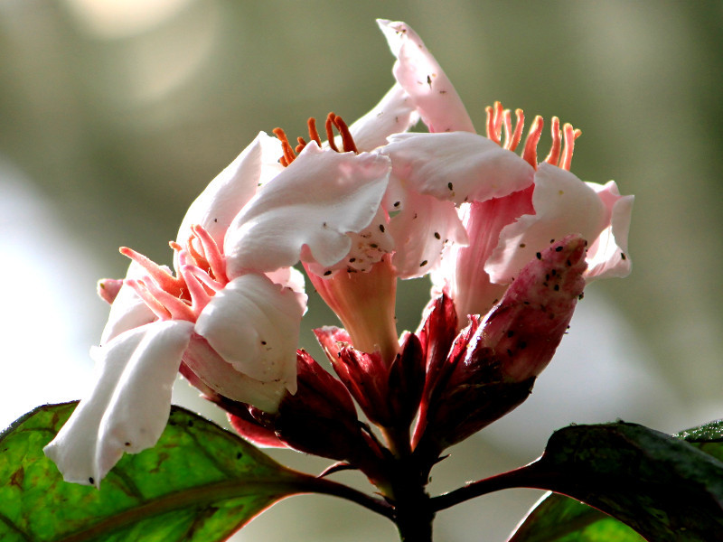 旋花羊角拗| Strophanthus gratus | 科技研花图画书