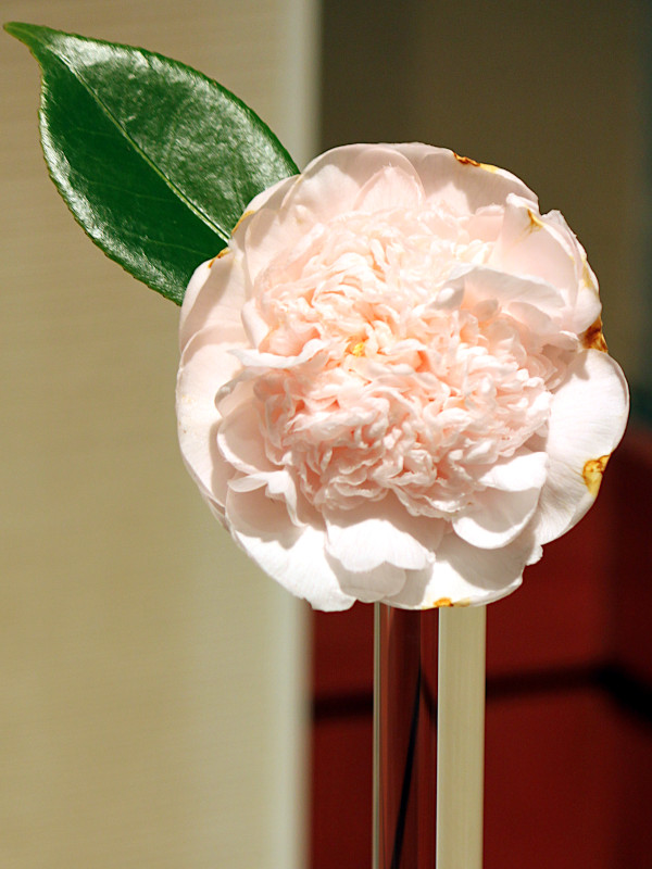 Camellia 'Mrs. D. W. Davis Descanso'