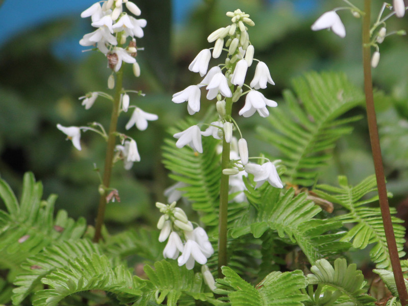  Pteridophyllum racemosum