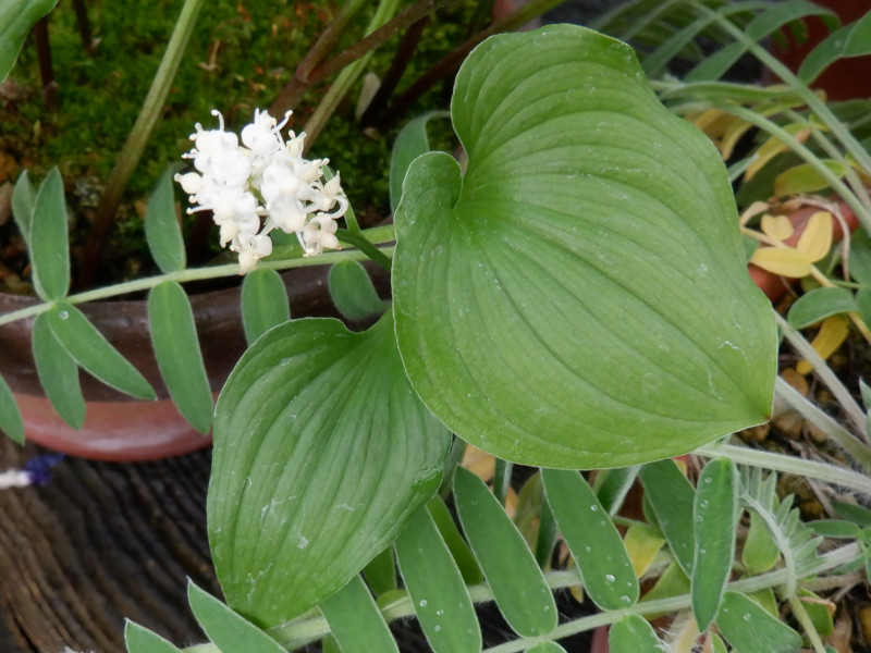 Maianthemum dilatatum