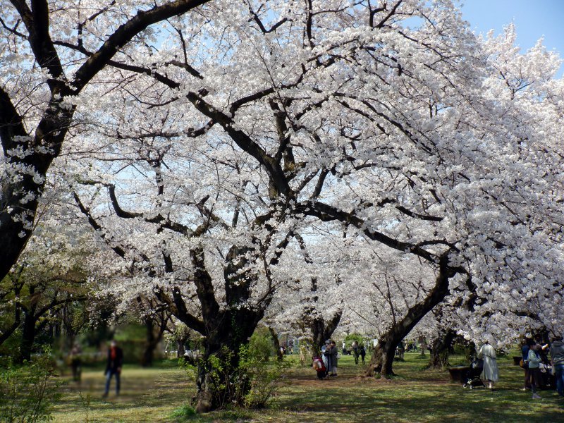 染井吉野