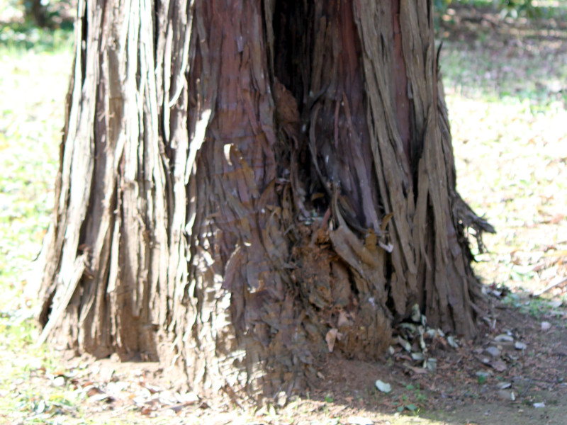 Hinoki cypress