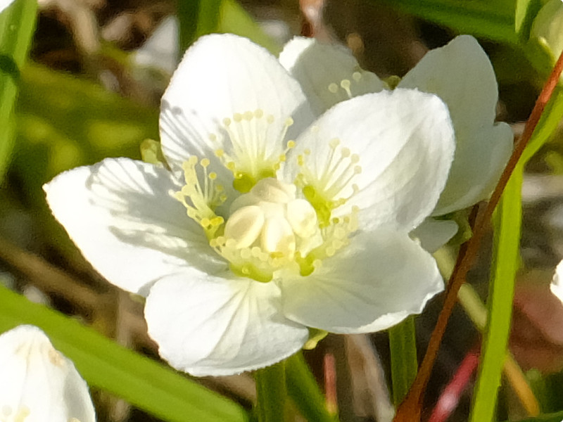 梅花草 Parnassia Palustris 科技研花图画书