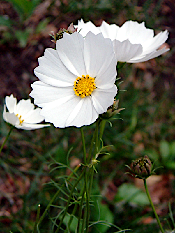 Cosmos