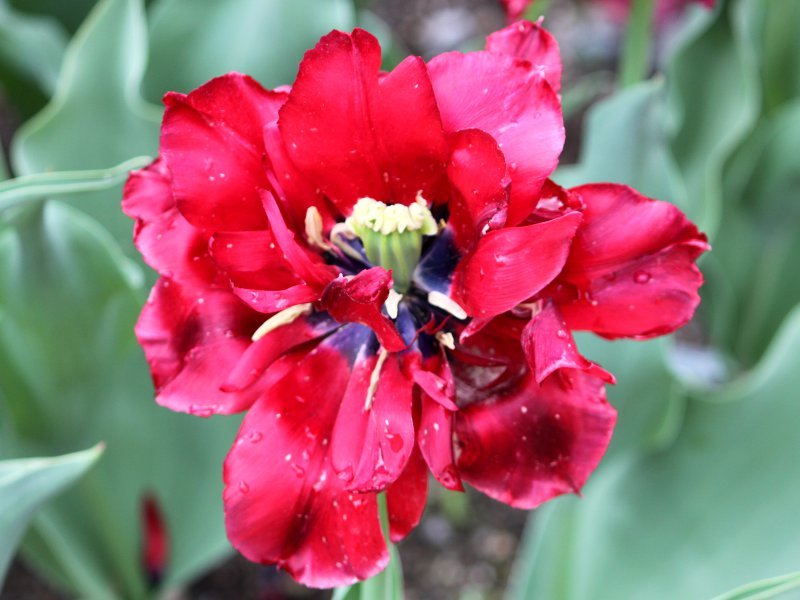 Tulipa Robinho