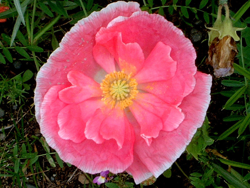 アイスランドポピー Papaver Nudicaule かぎけん花図鑑