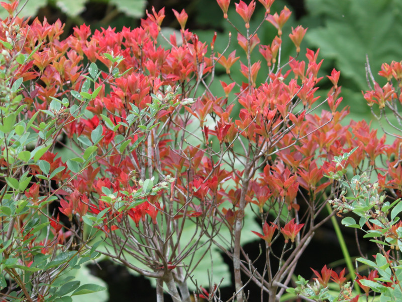 ドウダンツツジ Enkianthus Perulatus かぎけん花図鑑