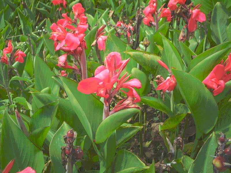 カンナ Canna Indica Hybrid かぎけん花図鑑